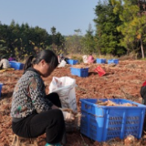 新田：玉竹采收种植同步忙 产业振兴促增收