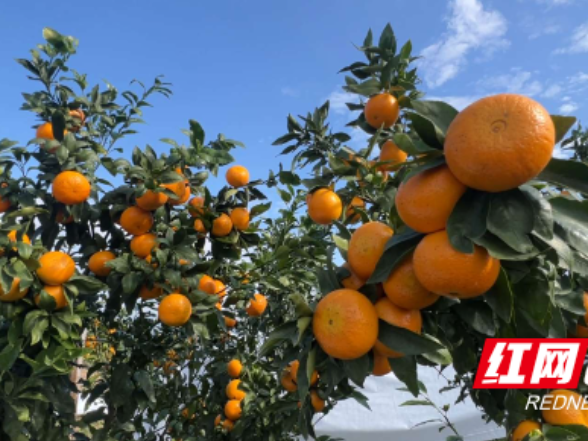 江永：覆膜保丰收 守护 “黄金果”