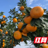 江永：覆膜保丰收 守护 “黄金果”