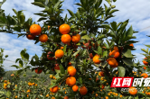 江永：东方红柑橘满枝桠 甜蜜产业富农家