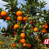 江永：东方红柑橘满枝桠 甜蜜产业富农家