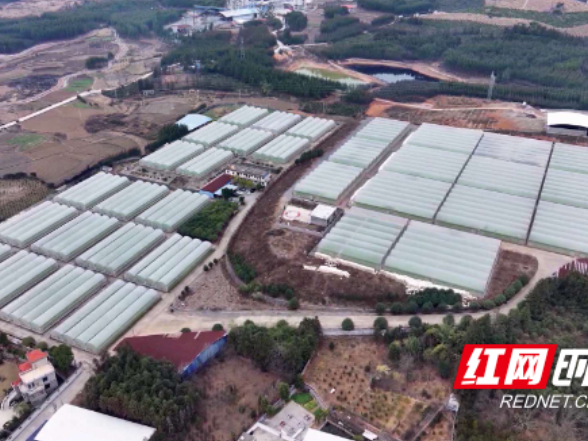 江永：烤烟育苗“工厂化” 育出增收“金苗子”