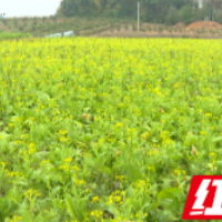 祁阳蔬菜:产业提质 融湾提速