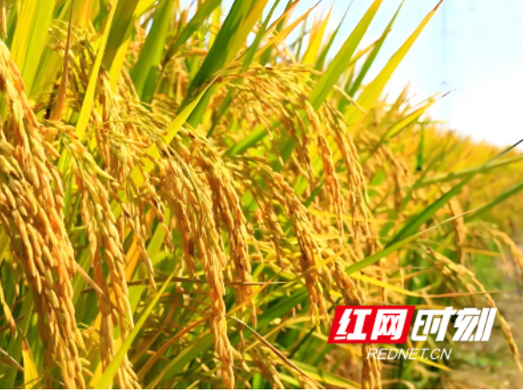 湖南江永：交出“十四五”“三农”工作亮眼答卷