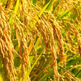 湖南江永：交出“十四五”“三农”工作亮眼答卷