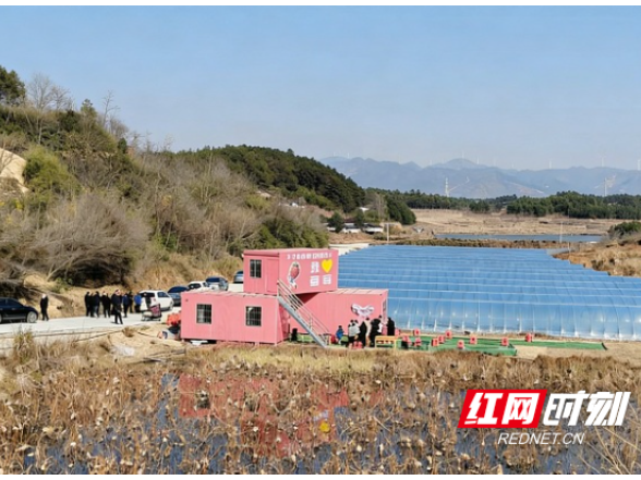 永州新田：一颗红莓甜了百姓心 多元融合绘就致富景