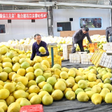 苏湘情谊燃爆直播间 江永香柚热销长三角