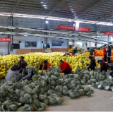 江永万斤香柚发车江苏 “十三哥十四姐，柚到了！”