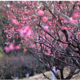 湖南省植物园梅花“早醒”迎客 这份赏花观鸟攻略请收好
