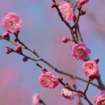 银城花笺·梅｜梅开正好 邂逅冬日小欢喜