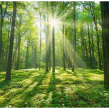 芙蓉·诗歌丨王琪：平原一日