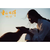 今天，我们如何“看见”一匹狼？——纪录片《重返·狼群》的生命伦理叙事