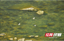 湖南保靖酉水国家湿地公园：中华秋沙鸭种群数量翻番，酉水湿地静美繁华