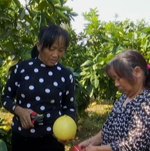 邵阳市大祥区板桥乡:一笔一画,把振兴“实景图”绘在田野上