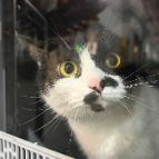 人宠同车不分离，长沙高铁为萌宠打造“高铁头等舱”