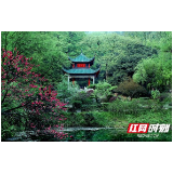 万年青翠寄深情