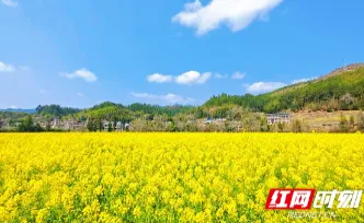 组图 | 桂东大塘：千亩金黄赴春约