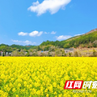 组图 | 桂东大塘：千亩金黄赴春约