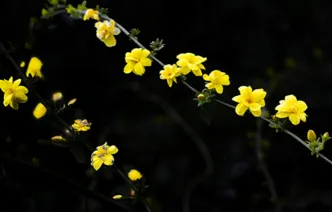 株洲神农湖畔，迎春花先报春