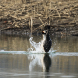 【赴春之约】看，凤头䴙䴘正在举办一场“水上婚礼”