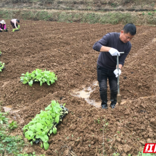 桂阳县樟市镇：抢抓春耕“黄金期” 烟叶移栽绘振兴