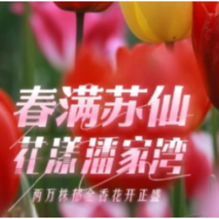 春满苏仙 花漾潘家湾：两万株郁金香花开正盛