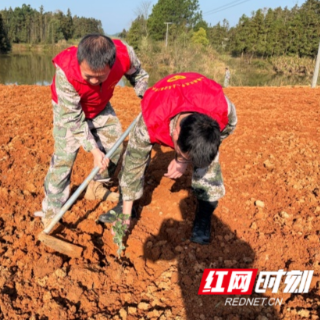永兴县鲤鱼塘镇:军魂映绿林 老兵植树添新颜