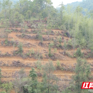 汝城县：种下“黄金叶” 孕育“致富梦”