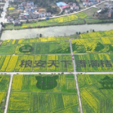 洞口县:金色花海翻涌“农文旅”融合新热潮