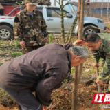 嘉禾县塘村镇：春季植树造林火热开展
