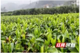 桂东县：服务先行 严守春茶品牌质量关