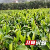 桂东县：服务先行 严守春茶品牌质量关