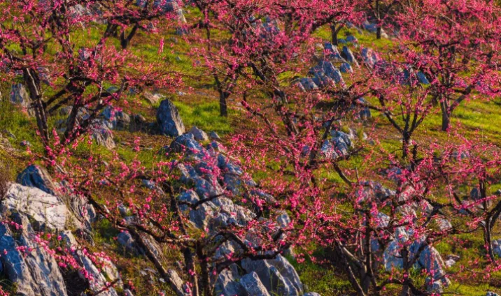 组图 | 宜章赤石：石漠山区春意浓