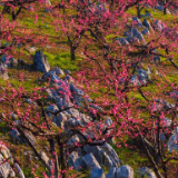 组图 | 宜章赤石：石漠山区春意浓