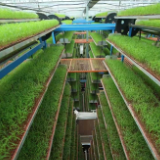 从“一粒种”到“万亩田”——洞口县以科技与标准绘就春耕新图景