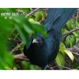 好评中国丨“鸟鸣风波”映照城市治理的温度与智慧