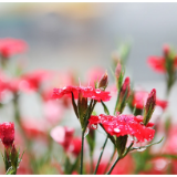 好评中国丨在追寻中,让英烈的名字永远闪亮