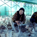 新邵县：小平菇“撑起”村民致富伞 林下经济绘就增收新画卷