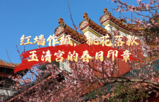 春天里的邵阳｜玉清宫：红墙作纸，桃花落款