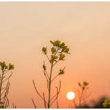 生态文学丨高志平：白沙古井淌乡愁