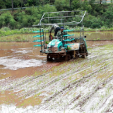 衡南：订单农业助春耕 种粮吃上“定心丸”