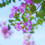 芙蓉·小说丨阿袁：说法语的朱丽叶