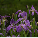 美丽蓝山：鸢尾花开春光好绘就生态“新画卷”