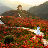 税惠春风润花海 精细服务助振兴 浏阳税务全力护航文旅“花海经济”提质增效