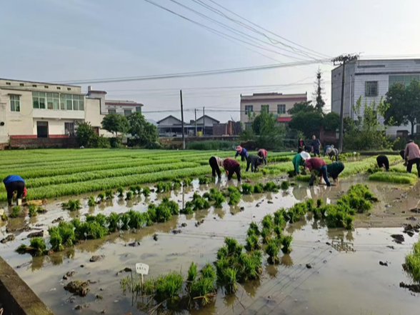 石潭镇：精准试验选良种 规范插秧促生产