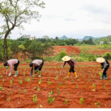 湖南新田：栽桑养蚕促发展（组图）