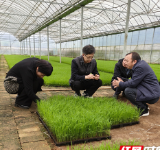 永州职业技术学院农学院专家组赴东安县花桥镇星火村开展水稻育秧诊断服务