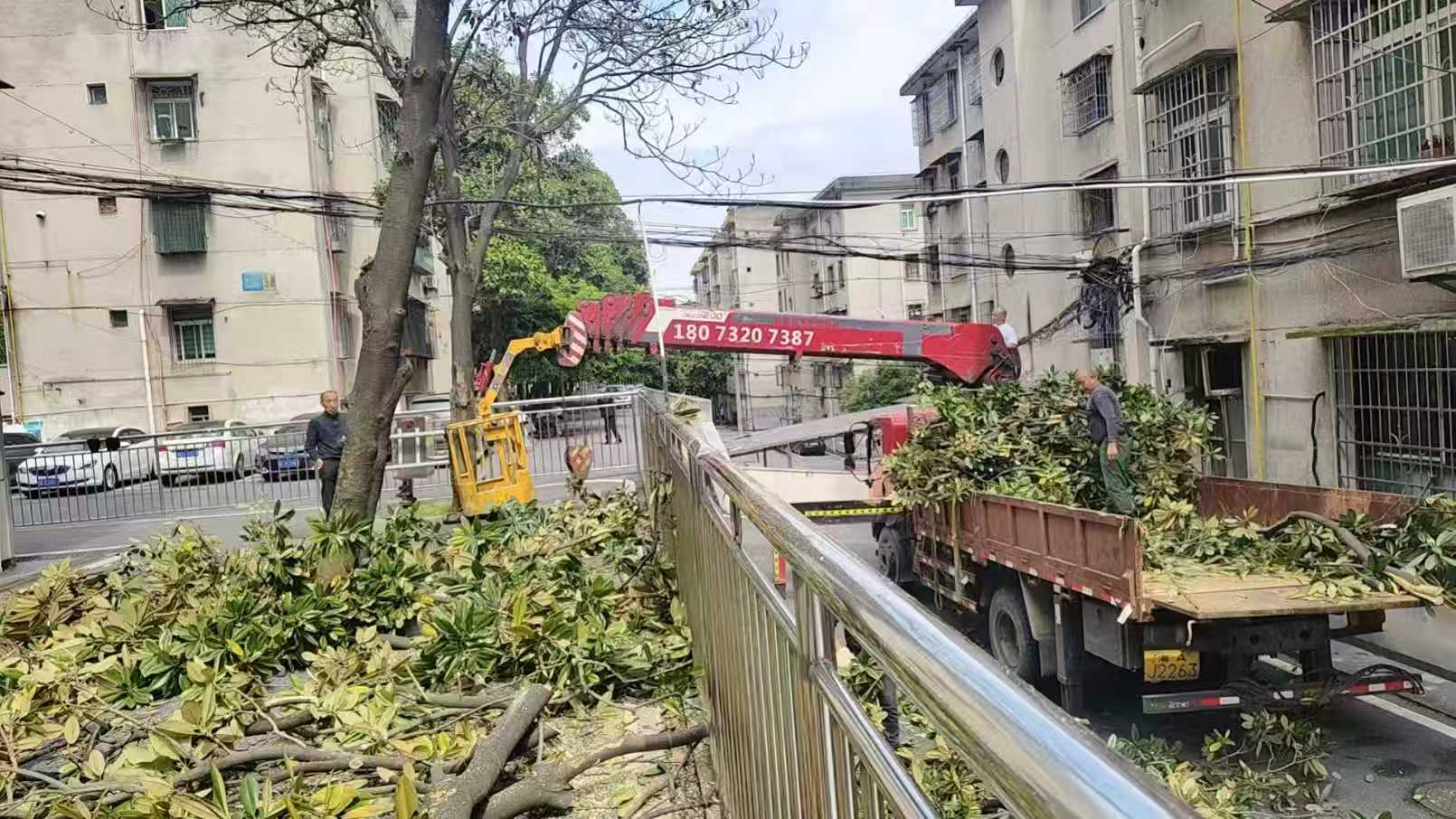 易俗河镇富豪阁社区：消除危树安全隐患 守护居民平安出行