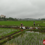 江华：绿色防控护稻田 科技赋能粮满仓
