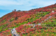 双牌：杜鹃盛花迎客来